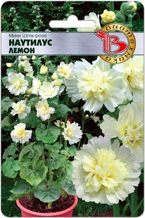 ���� ����-���� �������� �����