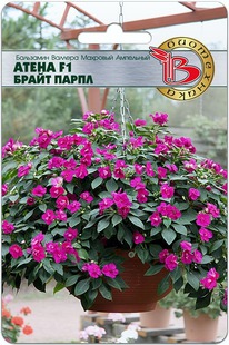 ��������� ������� �������� ��������� ����� F1 ����� �����