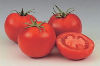    12 F1: 10 . Syngenta