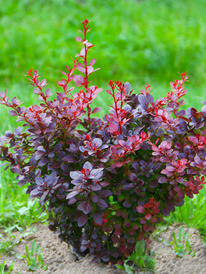     Atropurpurea Nana