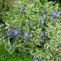   Variegata
