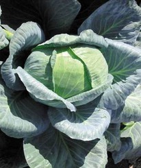     F1 - 2 500 . (Seminis)