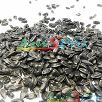 ������� �������������