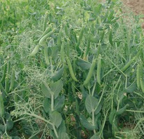 ����� �������������� (��� ����) �������